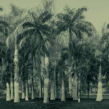 Charger l'image dans la galerie, Panoramique Exotique 2