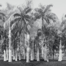 Charger l'image dans la galerie, Panoramique Exotique 2